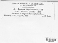 Puccinia physalidis image
